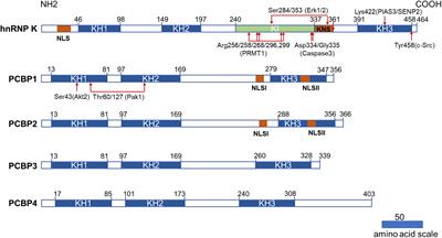 Poly(rC)-binding proteins as pleiotropic regulators in hematopoiesis and hematological malignancy